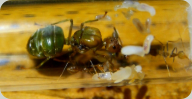 Oecophylla smaragdina Königin