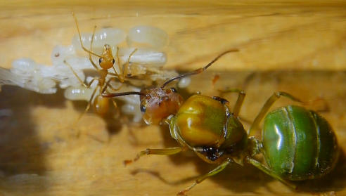 Oecophylla smaragdina Königin