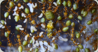 Oecophylla smaragdina Königin mit Brut