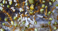 Oecophylla smaragdina Königin mit Brut