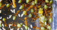 Oecophylla smaragdina Königin mit Brut