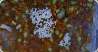 Oecophylla smaragdina Königin mit Eiern