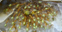 Oecophylla smaragdina Königin umringt