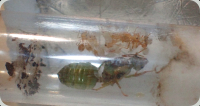Oecophylla smaragdina Kleinvolk