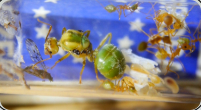 Oecophylla smaragdina Kleinvolk