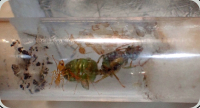 Oecophylla smaragdina Kleinvolk