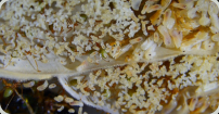 Oecophylla smaragdina Larven  im Nest