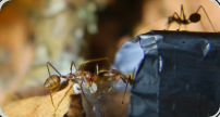 Oecophylla smaragdina Larven weben 