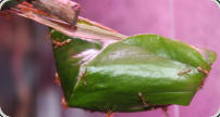 Oecophylla smaragdina Nest im Blatt
