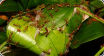 Oecophylla smaragdina Nest im Blatt