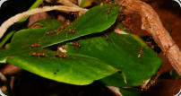 Oecophylla smaragdina Nest im Blatt