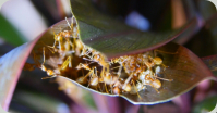 Oecophylla smaragdina Nest im Blattwerk