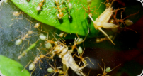 Oecophylla smaragdina Nest in den Blättern