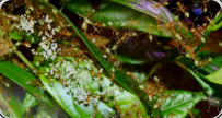 Oecophylla smaragdina Nest in den Blättern