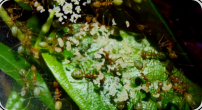 Oecophylla smaragdina Nest in den Blättern