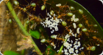 Oecophylla smaragdina Nest in den Blättern