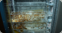 Oecophylla smaragdina Nestblock