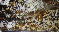 Oecophylla smaragdina Nesteinblick 