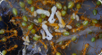 Oecophylla smaragdina Nesteinblick 