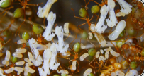 Oecophylla smaragdina Nesteinblick 