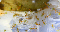 Oecophylla smaragdina Nesteingang
