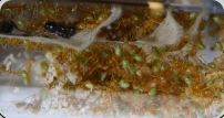 Oecophylla smaragdina Nestgewebe_1