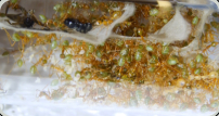 Oecophylla smaragdina Nestgewebe_2