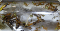 Oecophylla smaragdina Nestgewebe_3
