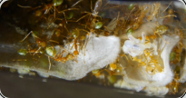 Oecophylla smaragdina Nestgewebe_4