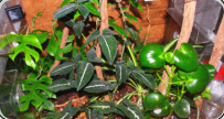 Oecophylla smaragdina Pflanzen 