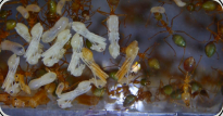 Oecophylla smaragdina Puppen