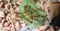 Oecophylla smaragdina Schleckermäuler