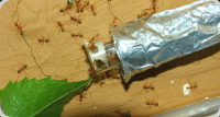 Oecophylla smaragdina Umzug