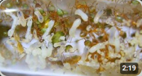 Oecophylla smaragdina Video 