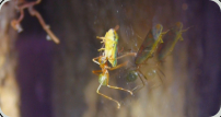 Oecophylla smaragdina Zikade hat pech gehabt