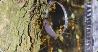 Oecophylla smaragdina am Nesteingang 