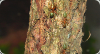 Oecophylla smaragdina auf ihrem Laufweg (Optimiert)