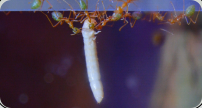 Oecophylla smaragdina bei der Arbeit