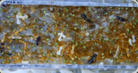 Oecophylla smaragdina dicht gedrängt 
