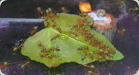 Oecophylla smaragdina trinken Zuckerwasser