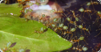 Oecophylla smaragdina die Durstigen