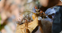 Oecophylla smaragdina erbeuten Fliege 