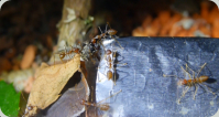 Oecophylla smaragdina erbeuten Fliege