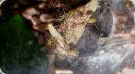 Oecophylla smaragdina erbeuten Mehlkäferlarve 