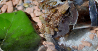 Oecophylla smaragdina erbeuten Mehlkäferlarve 