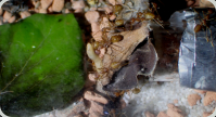 Oecophylla smaragdina erbeuten Mehlkäferlarve 