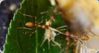 Oecophylla smaragdina fixieren Heimchen
