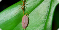 Oecophylla smaragdina haben Assel gefangen