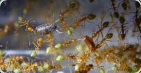 Oecophylla smaragdina haben Asseln erbeutet