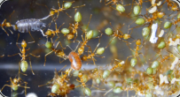 Oecophylla smaragdina haben Asseln erbeutet